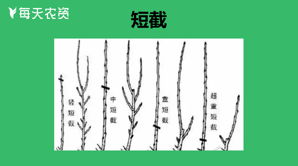 11月底,果树冬剪抓紧啦!