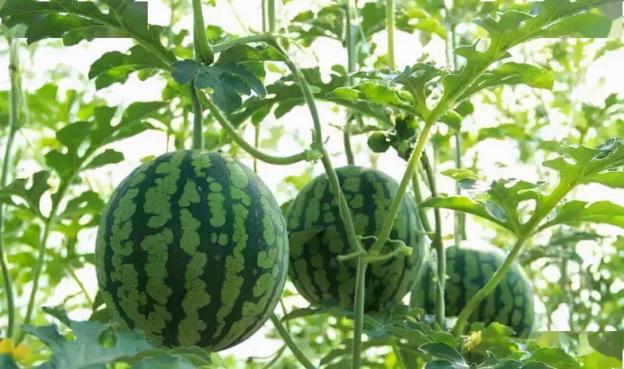 罗鸿讲故事王洲雄瓜地为长者尽孝为子孙种德