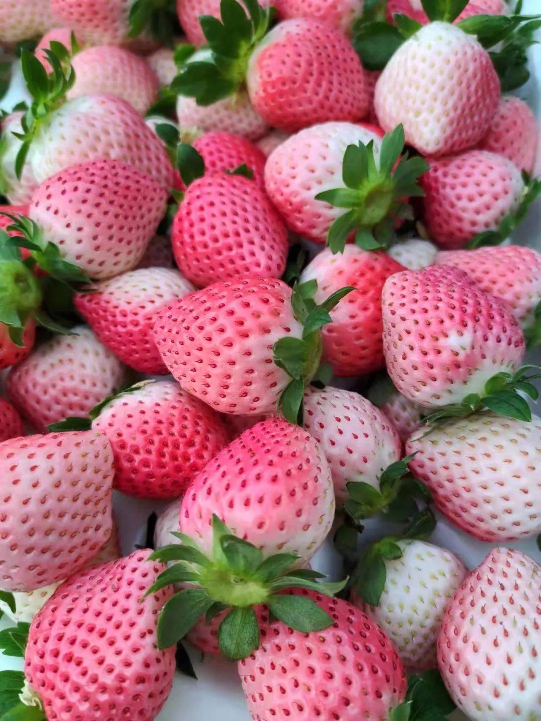 北京粉玉草莓熟啦