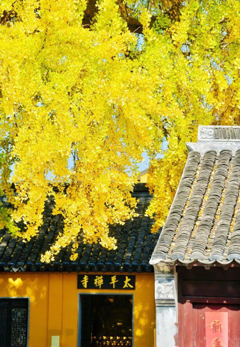 "云赏"银杏,古韵悠然._老街_千年_太平