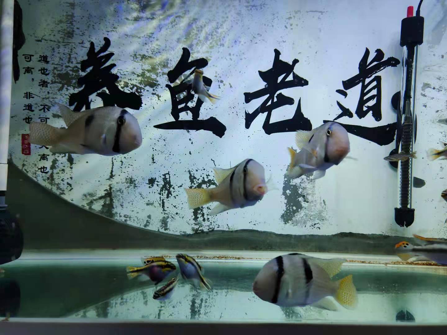 e1316eb4b6f7454f9bb014ce5c24072d.jpeg