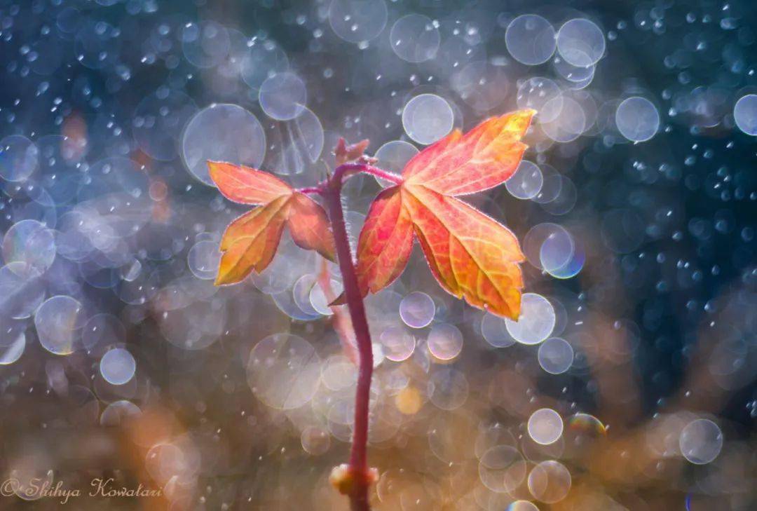 fd14d05470b342d99a7b37de9710f436.jpeg