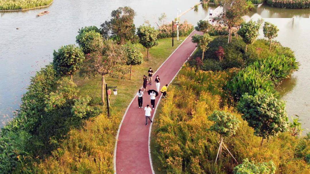 东莞谢岗:乐园排渠碧道成为"观鸟圣地"_湿地_生态_公园