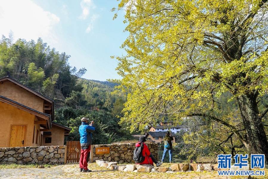 冬日|江西万安：古村冬日小确“杏” 叶落满地“金”