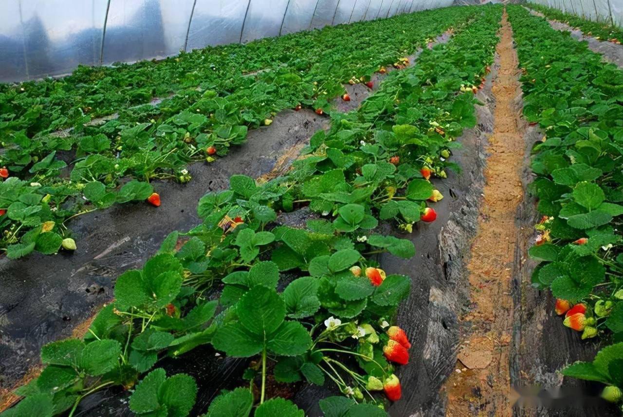 塑料大棚环境下草莓栽培技术要点分析_进行_植株_种植