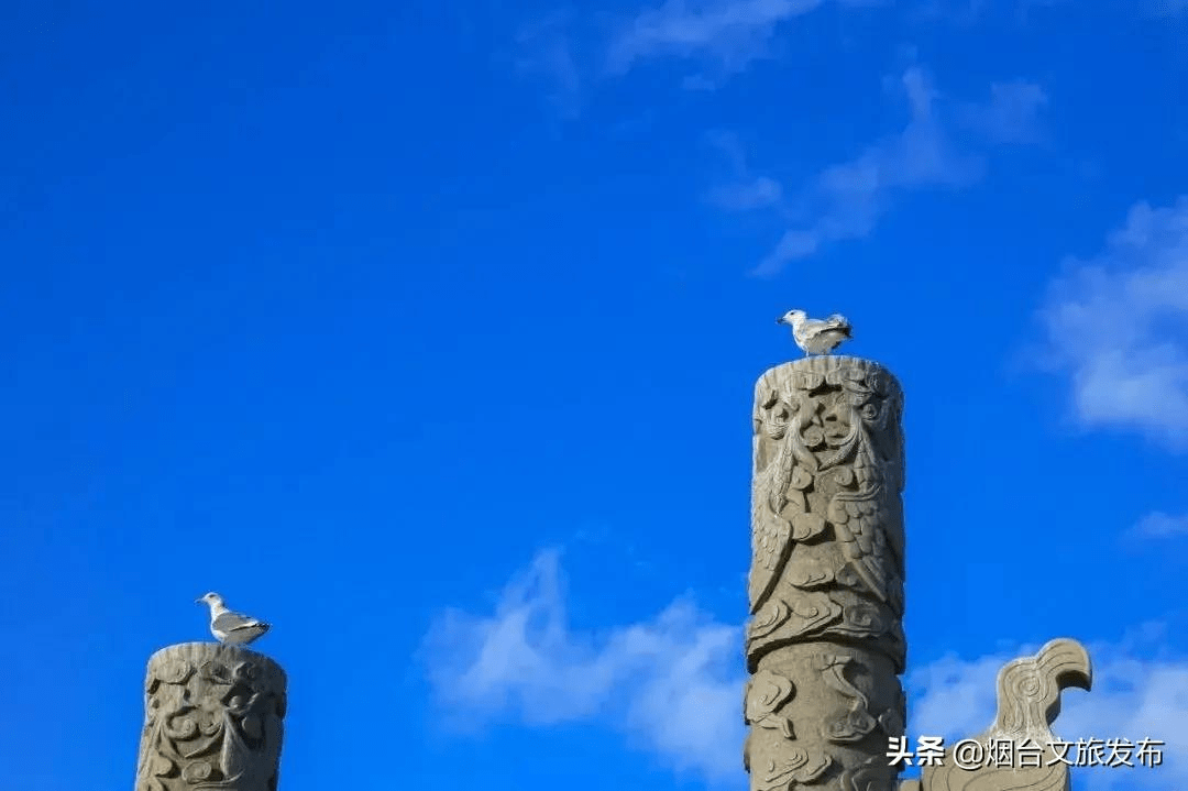 海鸥|“小精灵”又回来啦！快到蓬莱海边来一场“鸥遇”吧~