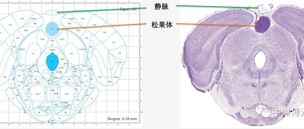 松果体切除模型_动物_实验_研究
