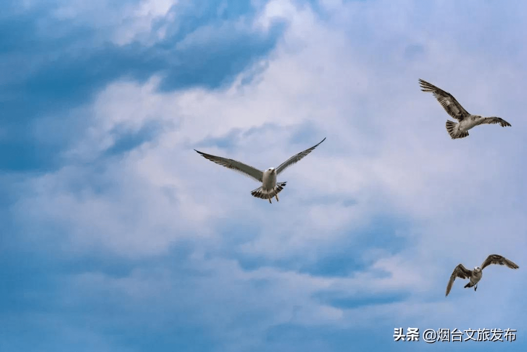 海鸥|“小精灵”又回来啦！快到蓬莱海边来一场“鸥遇”吧~