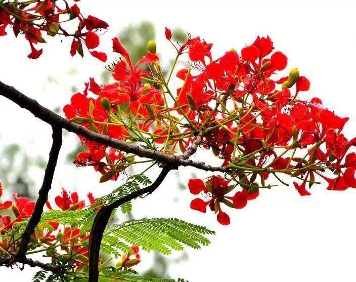 花语为:离别,思念,火热青春凤凰木是非洲马达加斯加共和国的国树,也是