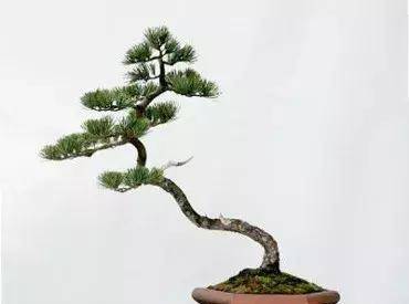 韩学年:盆景"创新"的几个话语