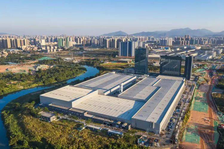 留住深圳根脉 托起未来之城 | ①坪山"树王":经374年风雨仍枝繁叶茂