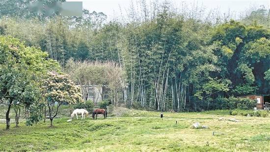 广东省|广州乡村精品民宿究竟有多火？