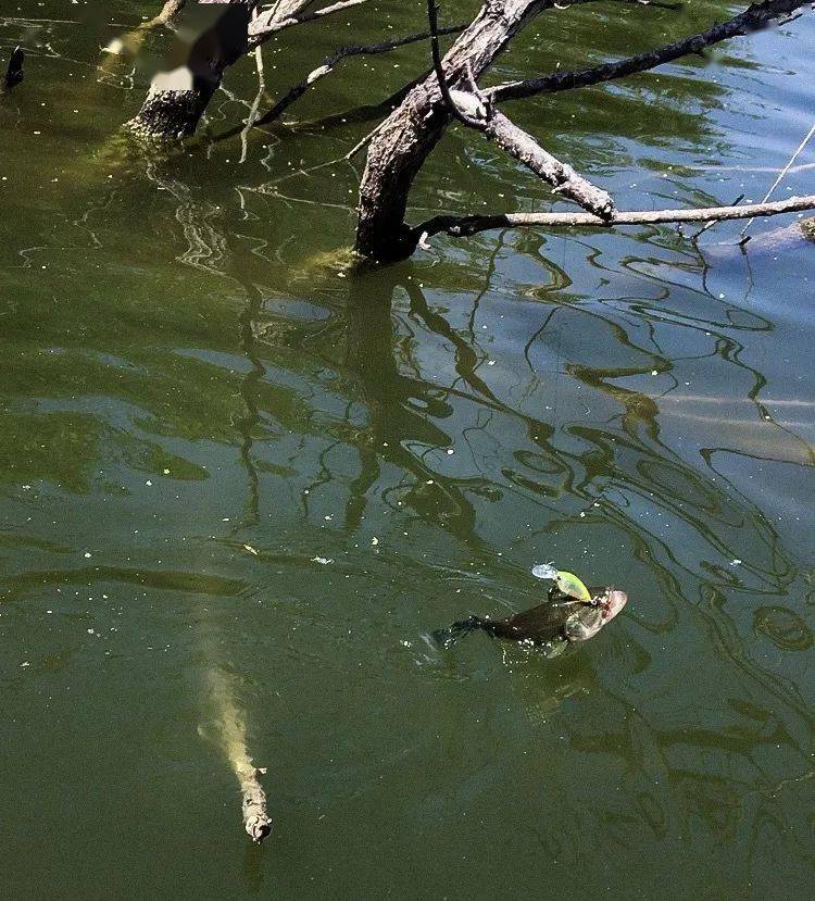 中钩的鲈鱼上演洗鳃戏法