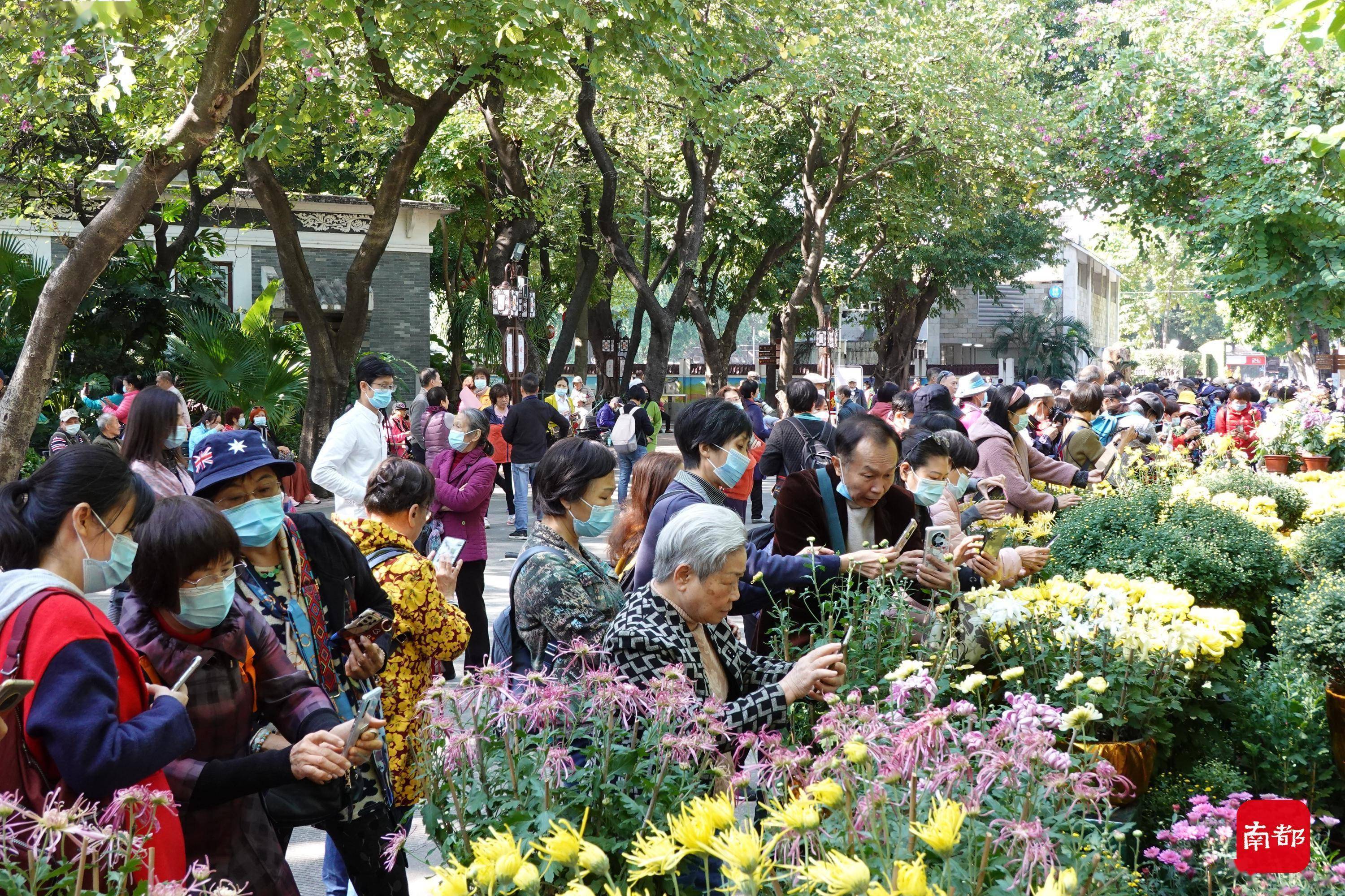 主题|图集：广州羊城菊会迎来最佳观赏期