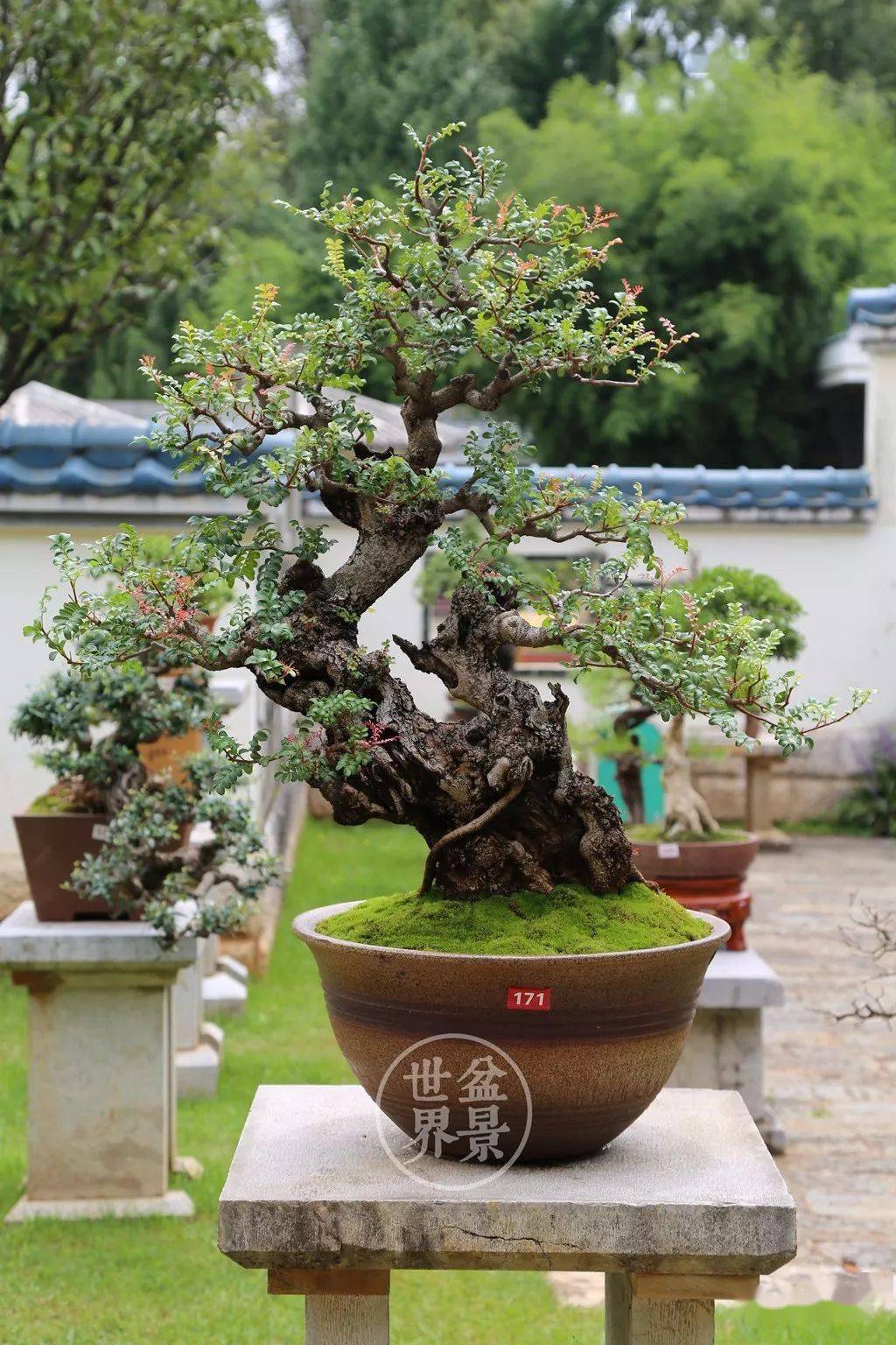 种一盆清香_cm_作品_盆景