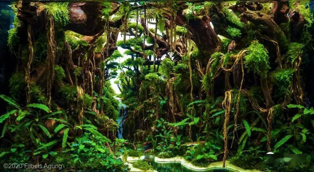 养眼学习震撼了aga2020国际水草造景大赛作品欣赏