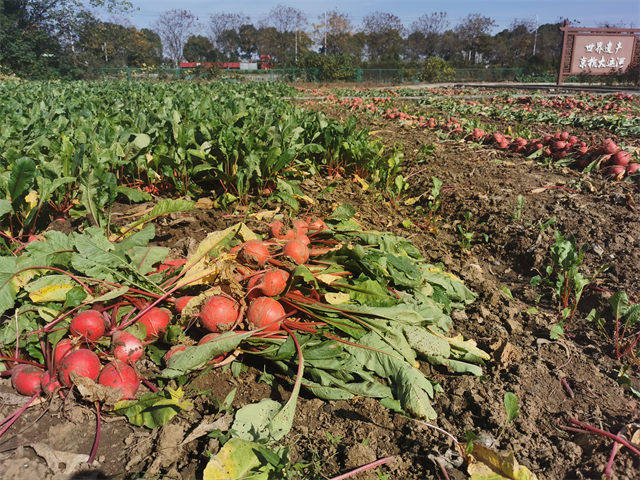 如何种植红萝卜视频 d907b9cf2b9845e685011adf942ccc29.jpeg