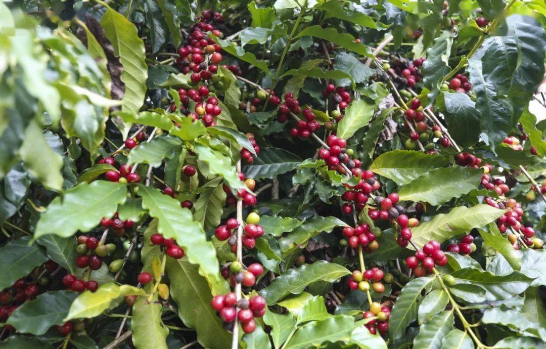 咖啡红了山野树林的味道来了