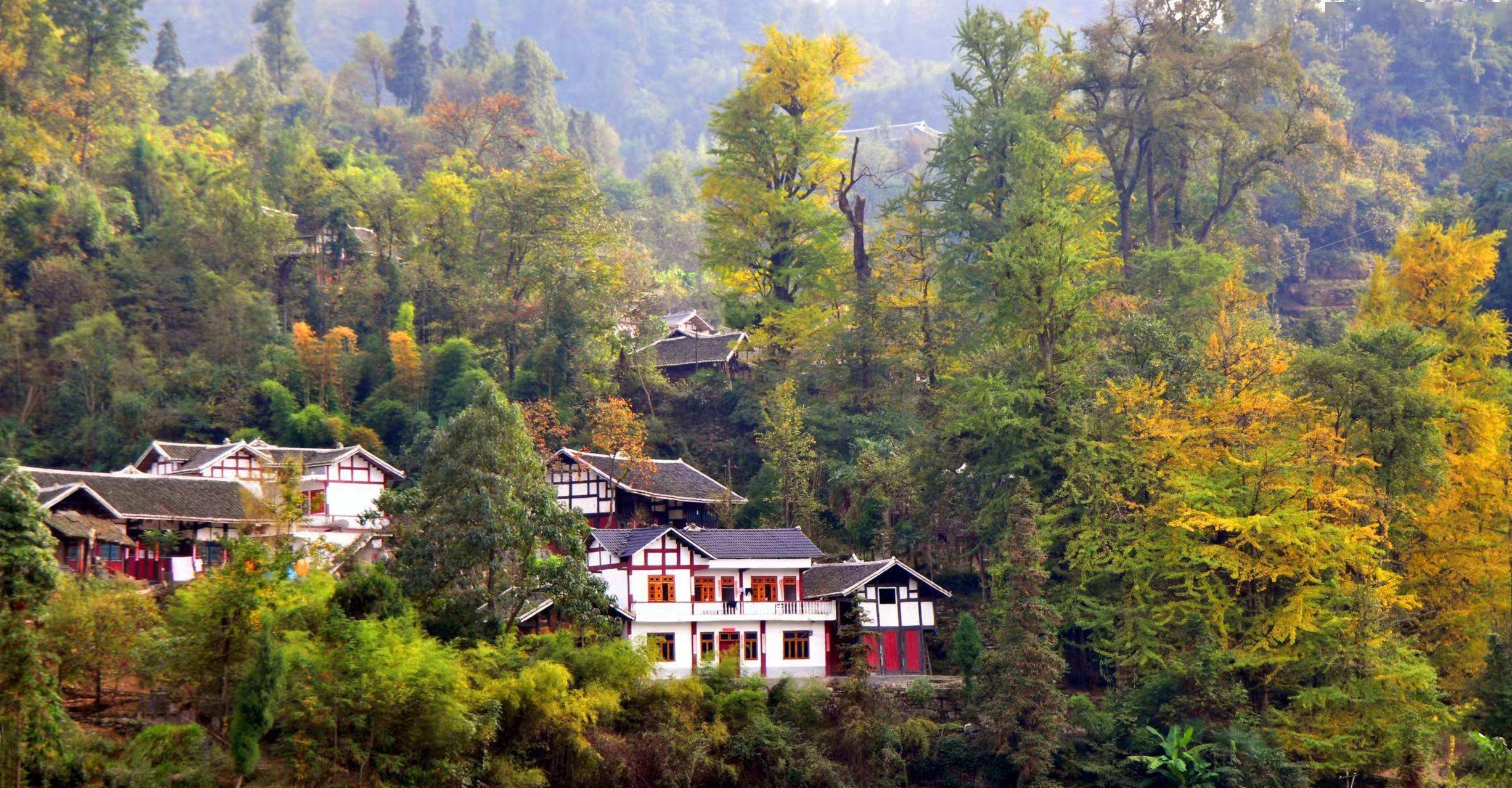 品茶,看银杏,赏雪景……贵州凤冈县来粤宣传旅游