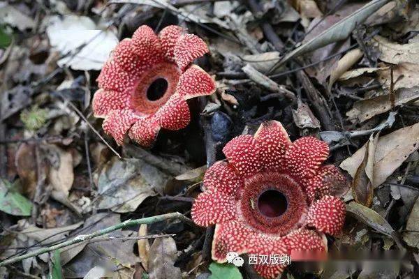 科研所开展寄生花监测工作