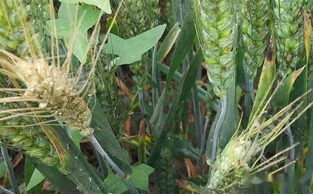 携带抗赤霉病基因fhb7的小麦新品种通过审定_孔令_籽粒_选育