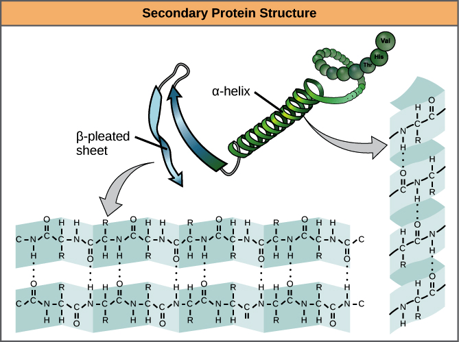 structure) 則是依靠不同氨基酸之間的c=o和n-h基團間的氫鍵(hydrogen