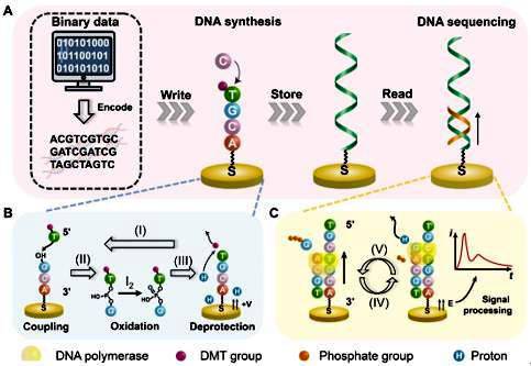 新突破：东南大学团队将校训“止于至善”存入DNA序列并成功读取