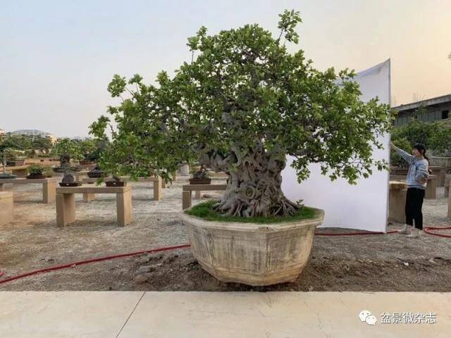 万法归宗 大型榕树盆景 鸿江盆景园藏