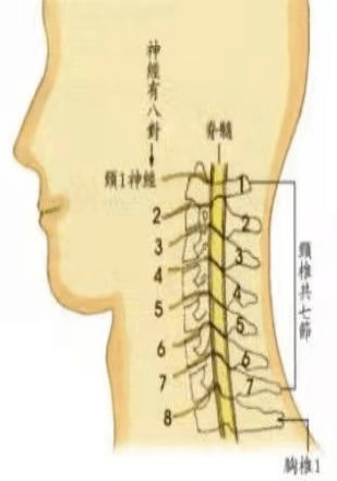 您知道什麼是頸椎間盤突出症嗎