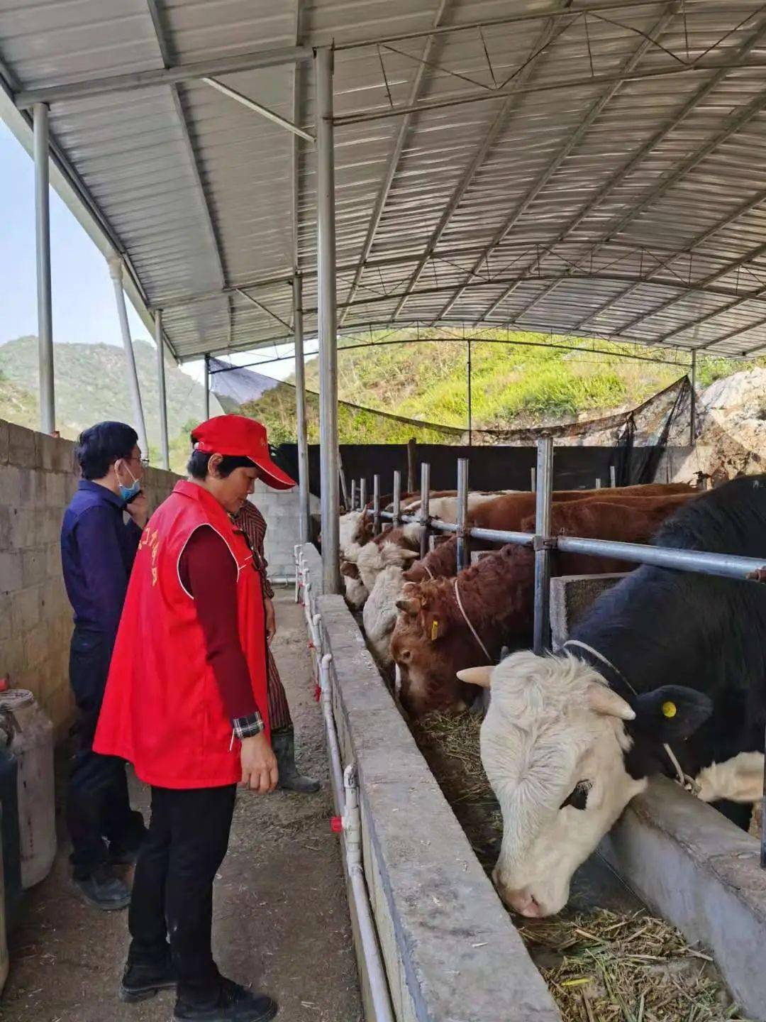 都安瑶族自治县隆福乡崇山村瑶山牛养殖场.杨顺琦 摄