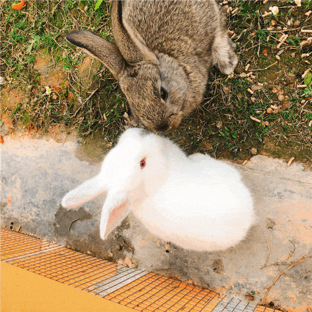 两只兔子 动态图图片
