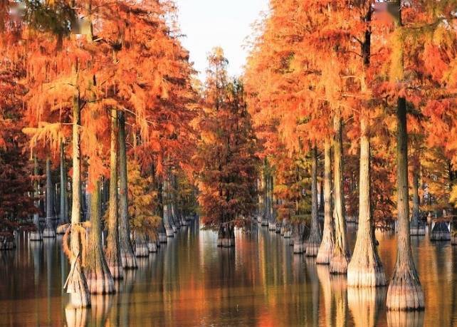 武汉涨渡湖湿地“水上森林”迎来最佳观赏时节