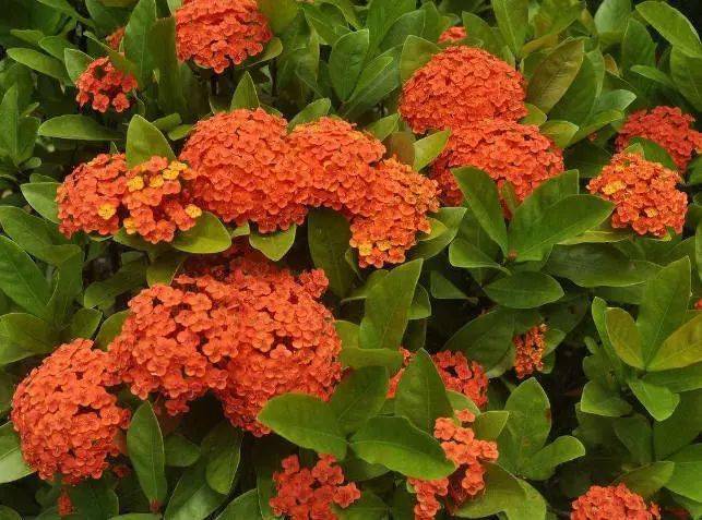 在中国广西省南部,人们习惯称它为水绣球.