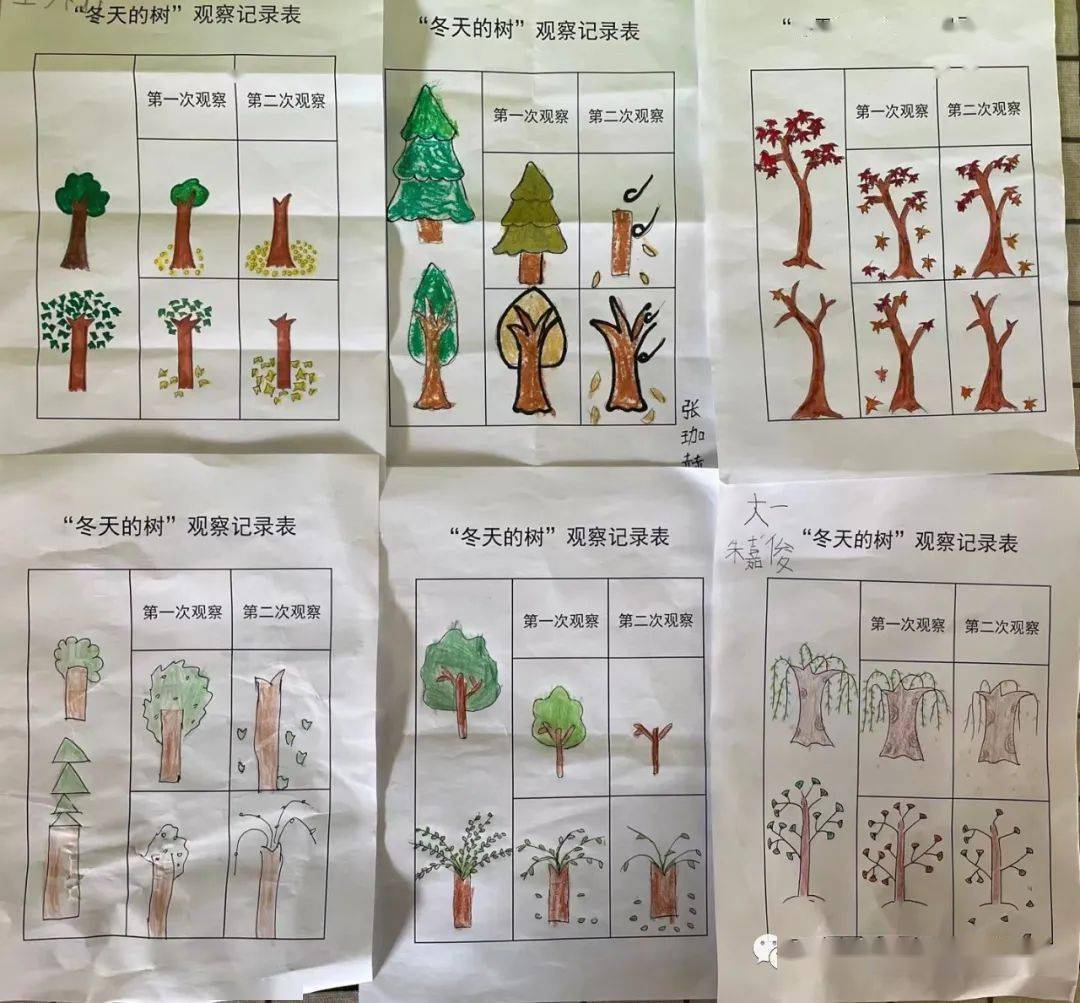 植物过冬调查表绘画图片