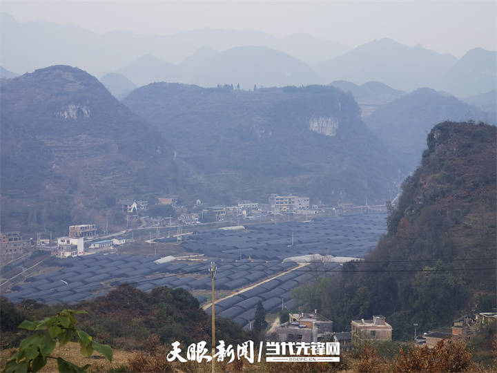 【四新四化蹲点采访】七星关区对坡镇:大棚羊肚菌"钱"景无限好