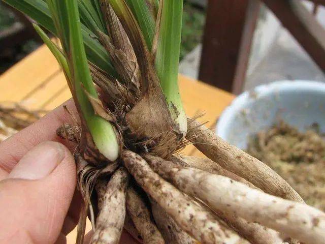 兰花不长新根?掌握方法,白根挤满盆_根系_花友_开花