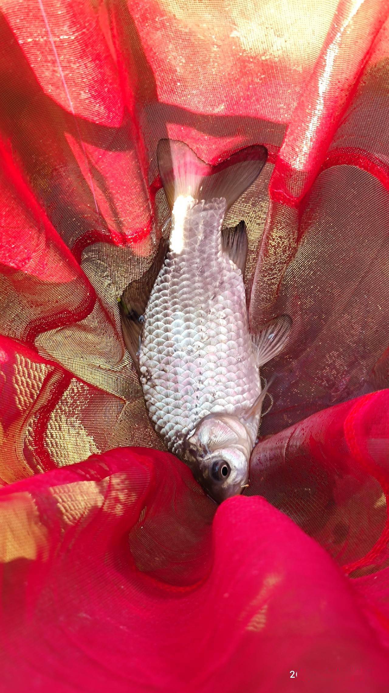 釣友手機打的窩,讓我過了一把癮_餌料_蚯蚓_天氣