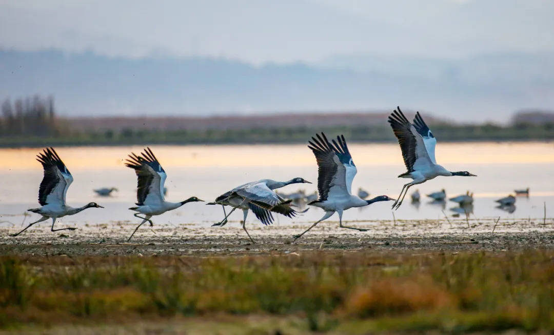 行摄威宁丨草海迎来候鸟越冬高峰_余只_黑颈鹤_呼朋引
