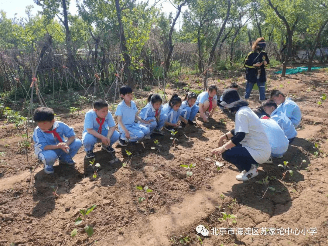 现代教育|乡村观教 | 乡土情怀课程实施效果与反思