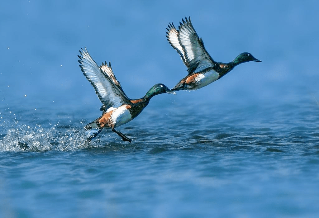 属极危物种_鸟类学_湿地_自然保护区