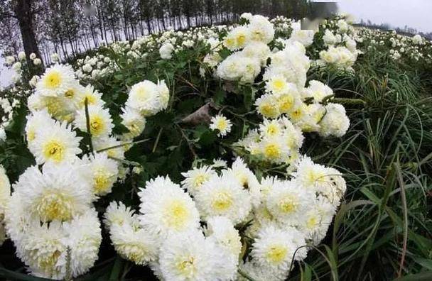 ● 滁菊 主要产于滁州，花瓣是菊花最紧密的一种，其产区维度居中，和杭菊一样多采用热风干燥法烘干