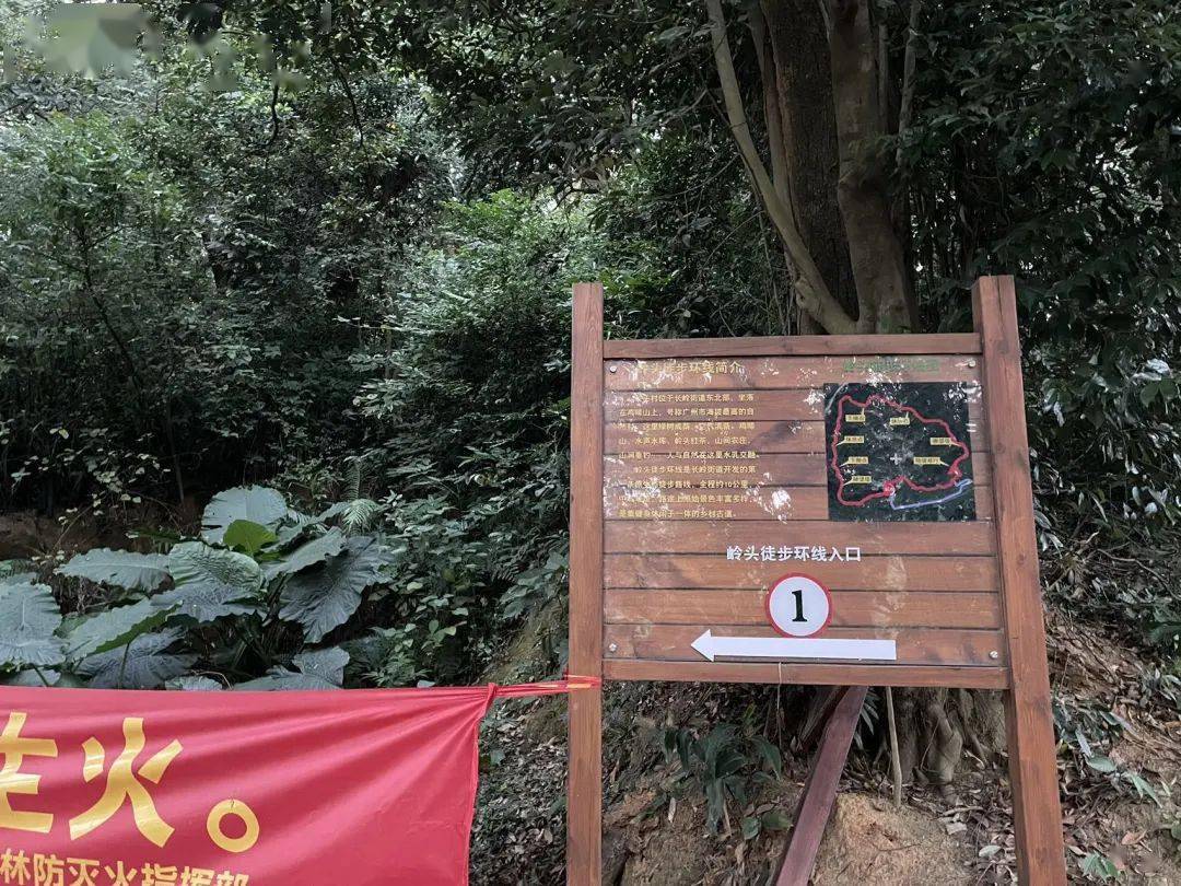 观茶园赏茶花环山徒步线带你看尽长岭好风光