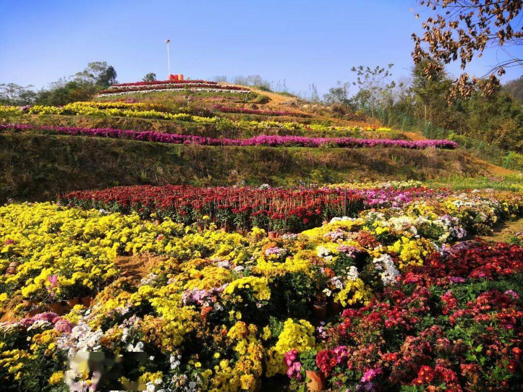 餐--书芳山民宿（王家岗村）第一站：黄州区菊苑家庭农场赏菊花、品菊茶