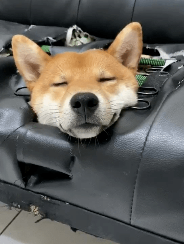 f6f36cec55b94adeb01c4a355c258389.png