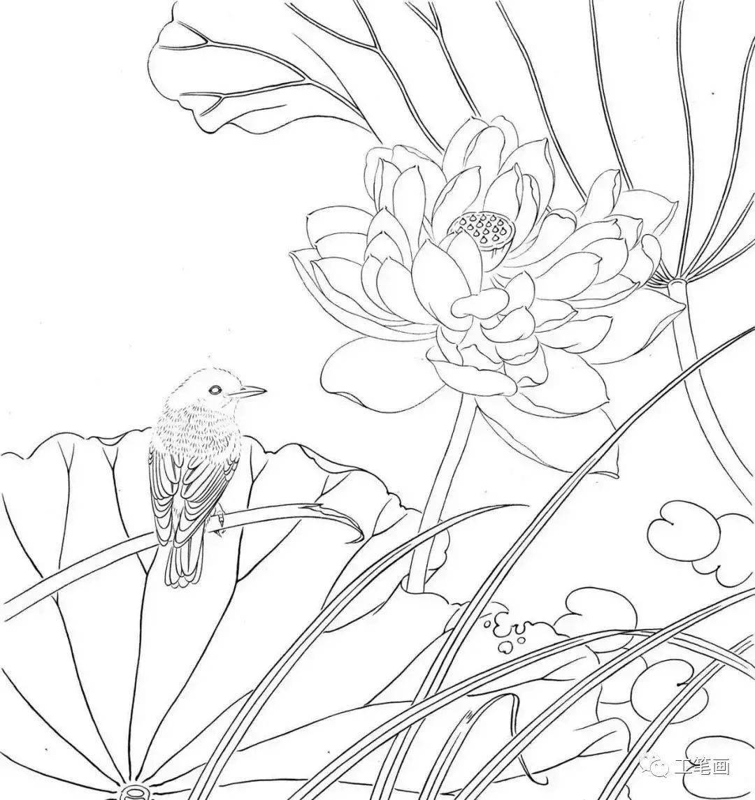 图文教程 | 工笔画《花解语》画绘步骤 荷花麻雀绘制过程