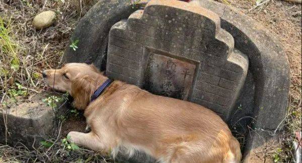 好在家人不忌讳,只觉得hoya很搞笑,直呼"它祭拜祖先的方式真