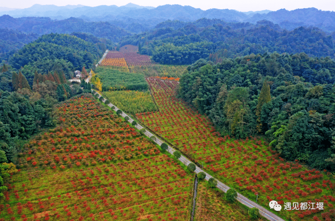 社区|都江堰这个地方年度压轴绝美景色上线，尝完美食，更加不愿走了！