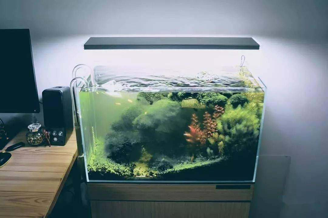 不用很复杂我只追求这种极简的草缸