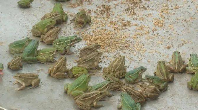 青蛙 腹水 找上门 高发病害如何防控 一文为您全面解答 蝌蚪 消毒 水质