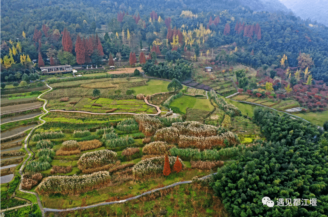 社区|都江堰这个地方年度压轴绝美景色上线，尝完美食，更加不愿走了！